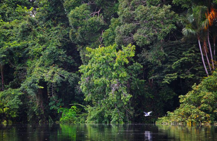Amazônia e sua exuberância
