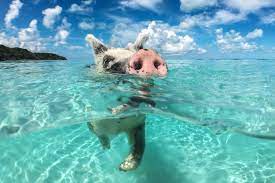 Nadar com os porcos nas Bahams